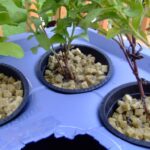 Hydroponic Rockwool Guide: How to Use, Maintain, and Maximize Growth Rockwool