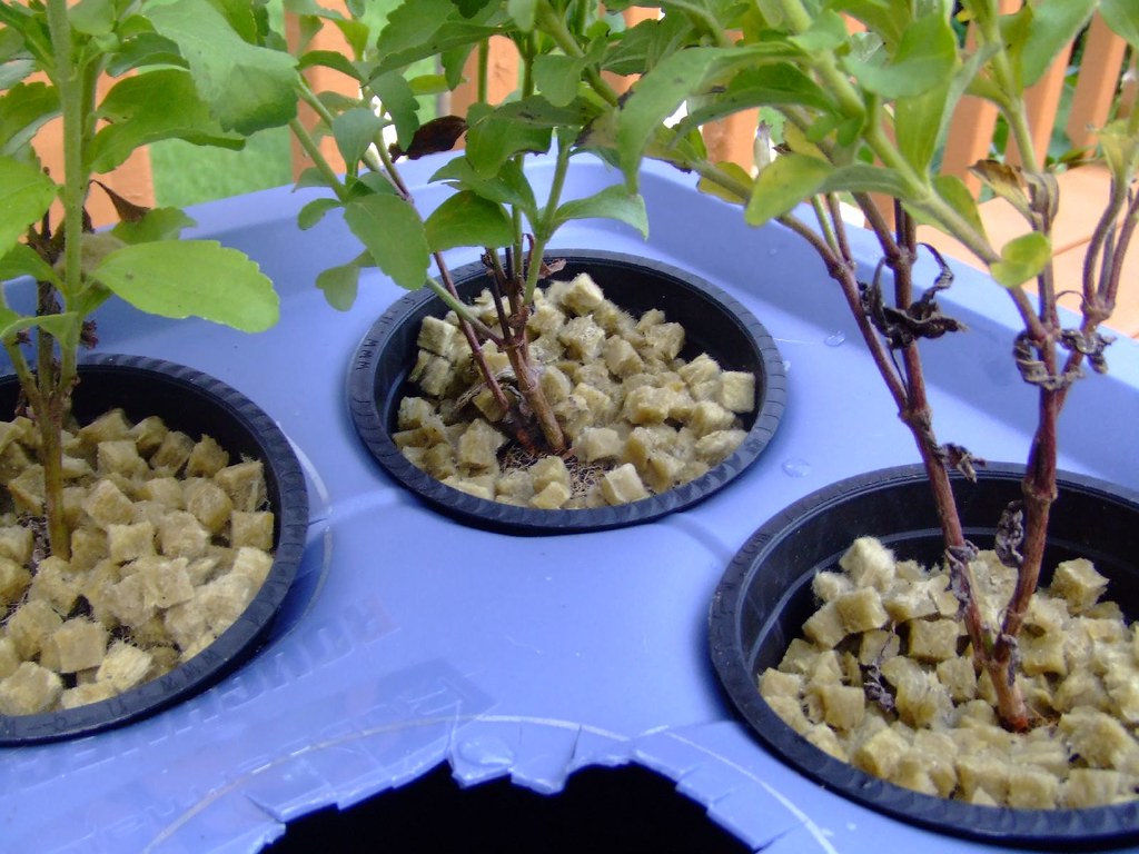 Hydroponic Rockwool Guide: How to Use, Maintain, and Maximize Growth