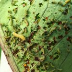 Common Hydroponic Pests and How to Manage Them in Indoor Gardens hydroponic garden pests