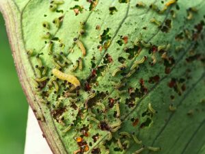 hydroponic garden pests