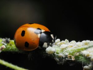 aphids eaten by ladybug