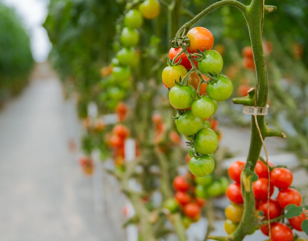 tomatoes, greenhouses, agriculture, hydroponic, hydroponic, hydroponic, hydroponic, hydroponic, hydroponic