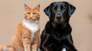 grow hydroponics with cats and dogs in your apartment