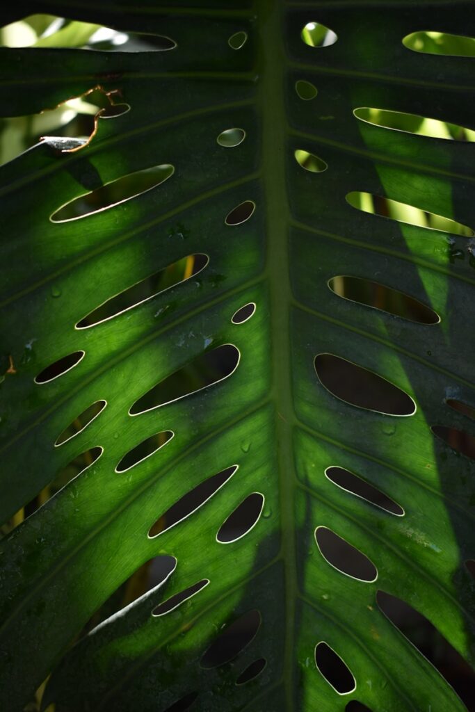 green leaf with water droplets