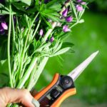 Essential Hydroponic Tools and Equipment for Beginners hydroponic tools